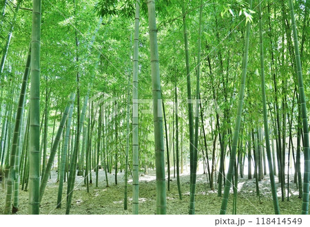 緑豊かな竹林 緑豊かな竹林 118414549