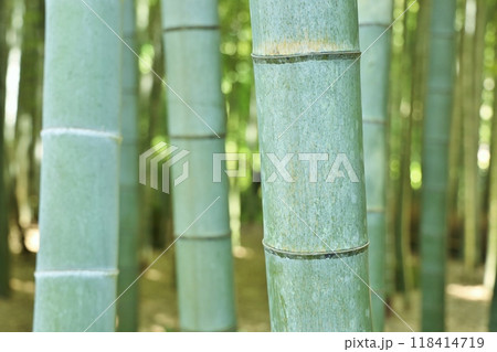 青々とした竹林 青々とした竹林 118414719