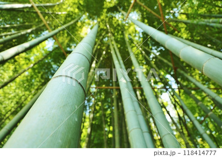 下から見上げた竹林 下から見上げた竹林 118414777