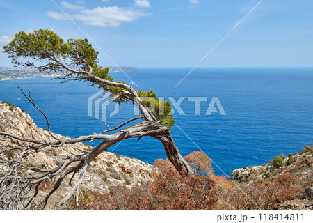 Majestic Conifer Perched on Cliff Edge Overlooking Pristine Mediterranean Bay with Golden Beach and Azure Waters. Coastal Landscape: Lone Pine Tree Silhouetted Against Cloudscape Above Turquoise Sea 118414811