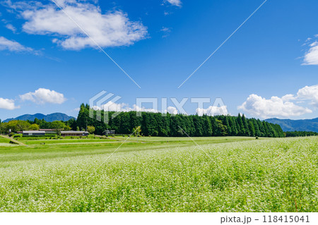 椛の湖自然公園のソバの花（岐阜県中津川市坂下） 118415041