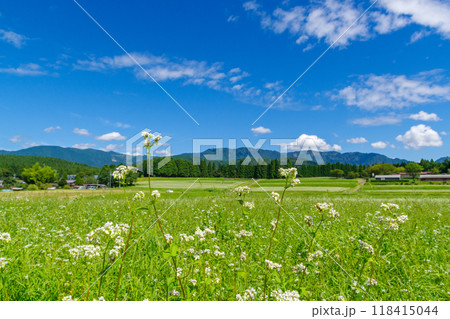 蕎麦の花(椛の湖自然公園 岐阜県中津川市坂下) 蕎麦の花(椛の湖自然公園 岐阜県中津川市坂下) 118415044