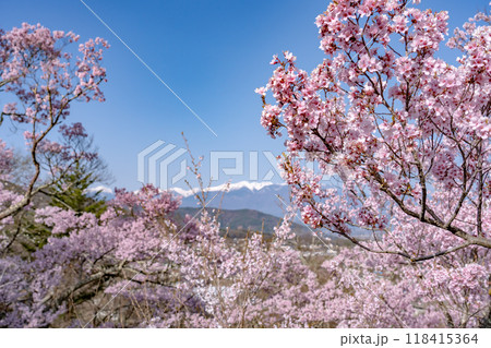長野県伊那市 天下第一の桜と言われる高遠城址公園満開の桜と雪山の中央アルプスの山並み 長野県伊那市 天下第一の桜と言われる高遠城址公園満開の桜と雪山の中央アルプスの山並み 118415364