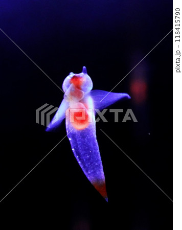 氷の妖精 クリオネ 氷の妖精 クリオネ 118415790