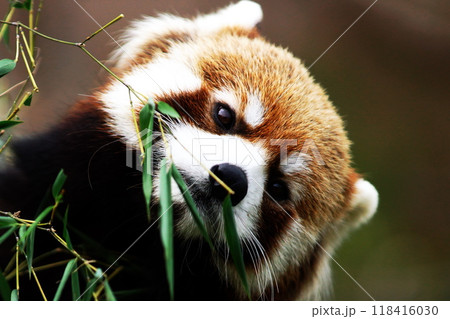 人気のレッサーパンダ 118416030