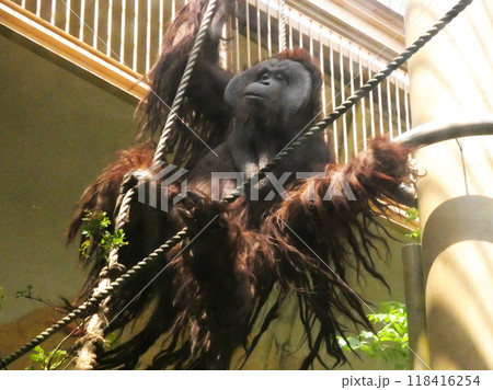 ボルネオオラウータン 118416254