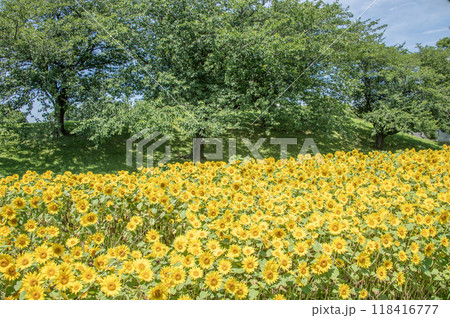 ひまわり畑　清水ヶ丘公園　神奈川県横浜市南区 118416777
