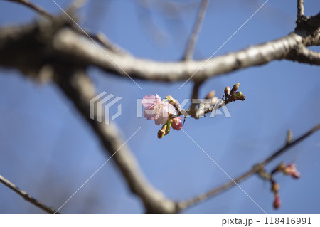 咲き始めた河津桜の花 咲き始めた河津桜の花 118416991