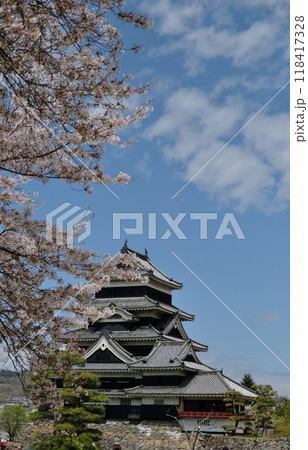 凛とした松本城には桜が良く似合う 118417328