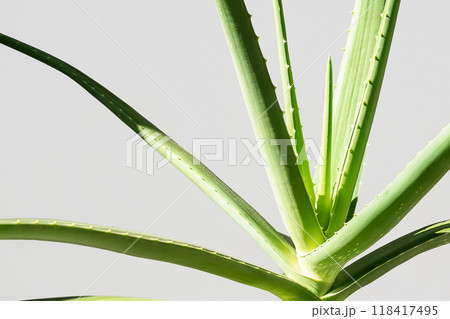 Aloe vera plant against light grey background. 118417495