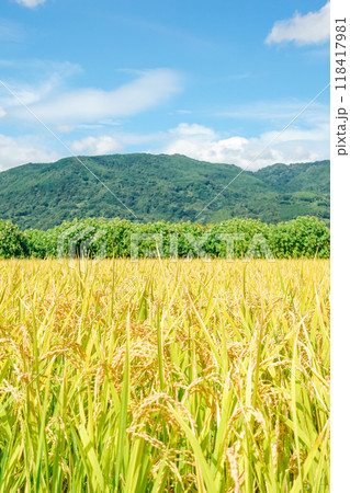黄金色に輝く稲穂 秋の田園風景 黄金色に輝く稲穂 秋の田園風景 118417981