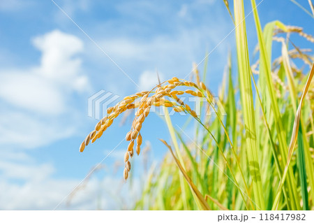 下から眺める稲穂アップ 118417982