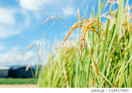 下から眺める稲穂アップ 下から眺める稲穂アップ 118417983