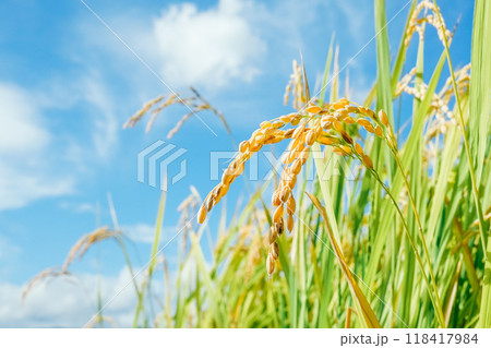 下から眺める稲穂アップ 118417984