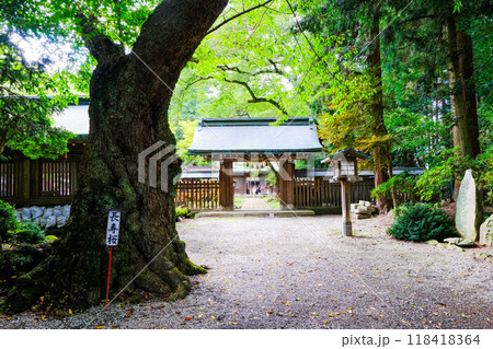 駒形神社長寿桜 118418364