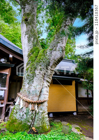 福にゃんこの木（縦） 118418367