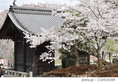光前寺境内は桜は満開、見物客はは満員 118418389