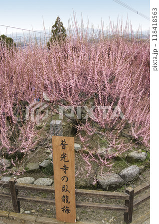 県指定天然記念物大牟田普光寺臥龍梅 118418563