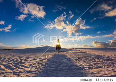 影を伸ばすクリスマスツリー 影を伸ばすクリスマスツリー 118418645