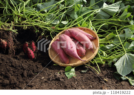 サツマイモの収穫 118419222