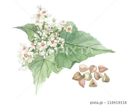 水彩で描いた そばの花と実 水彩で描いた そばの花と実 118419316