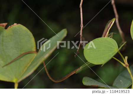生き物　爬虫類　アオカナヘビ、オスです。茶色と緑の塗分け、藪の中では立派な保護色です 118419523