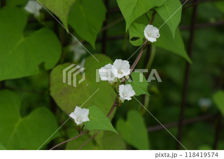 野に咲く豆朝顔 野に咲く豆朝顔 118419574