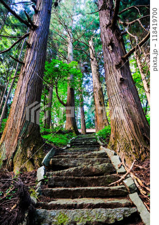 戸隠神社表参道の杉（縦） 118419700