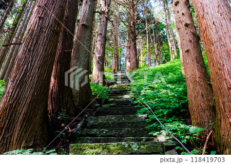 戸隠神社表参道の杉並木 118419703