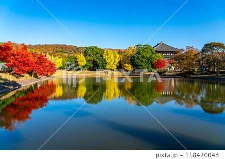 【奈良県】東大寺の大仏池を彩る鮮やかな紅葉 【奈良県】東大寺の大仏池を彩る鮮やかな紅葉 118420043