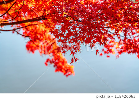 池のほとりの鮮やかな紅葉 池のほとりの鮮やかな紅葉 118420063