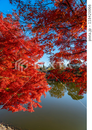【奈良県】東大寺の大仏池を彩る鮮やかな紅葉 【奈良県】東大寺の大仏池を彩る鮮やかな紅葉 118420066