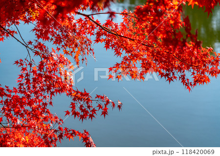 池のほとりの鮮やかな紅葉 118420069