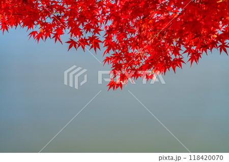 池のほとりの鮮やかな紅葉 118420070