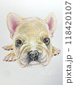 見つめるかわいい犬 118420107