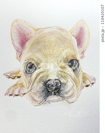 見つめるかわいい犬 118420107