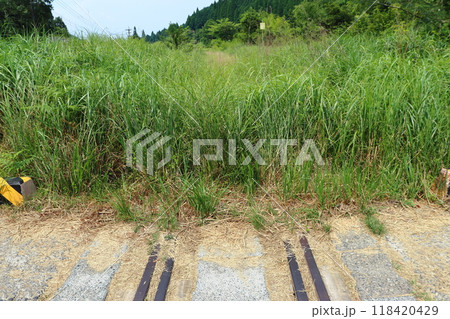 運休が続き雑草で埋もれた肥薩線の踏切（矢岳駅方面） 118420429