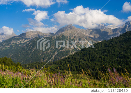 Alpine Meadow with Wildflowers and Majestic Mountain View Alpine Meadow with Wildflowers and Majestic Mountain View 118420480