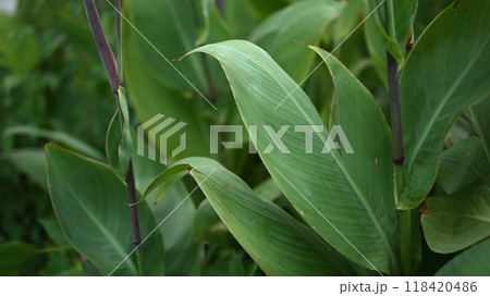 植栽　エクステリア 118420486