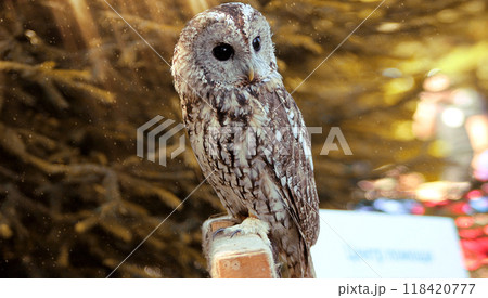 Portrait of an owl in the rays of the summer sun 118420777