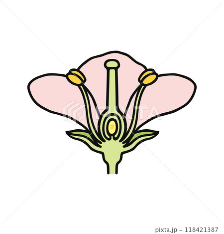花のつくり 118421387