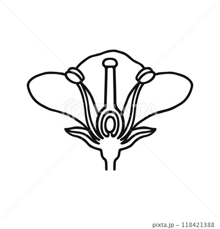 花のつくり 線画 花のつくり 線画 118421388