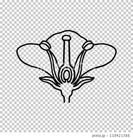 花のつくり 線画 花のつくり 線画 118421388