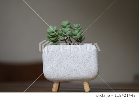 多肉植物 118421448