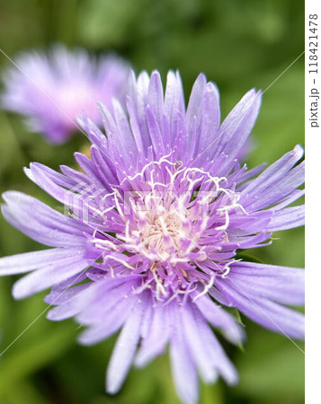 ストケシアのクローズアップ 118421478