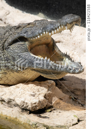 The crocodile opened its mouth in anticipation of prey 118421588