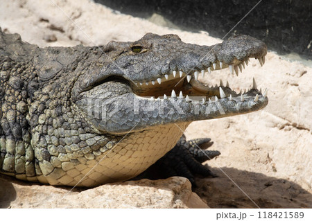 The crocodile opened its mouth in anticipation of prey The crocodile opened its mouth in anticipation of prey 118421589