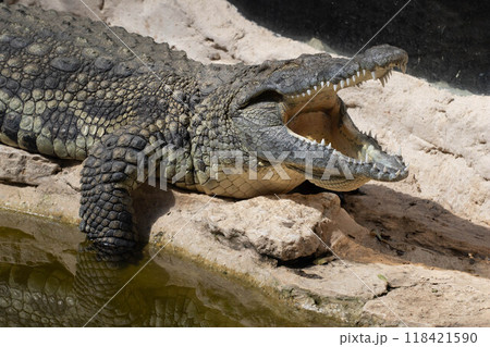 The crocodile opened its mouth in anticipation of prey 118421590