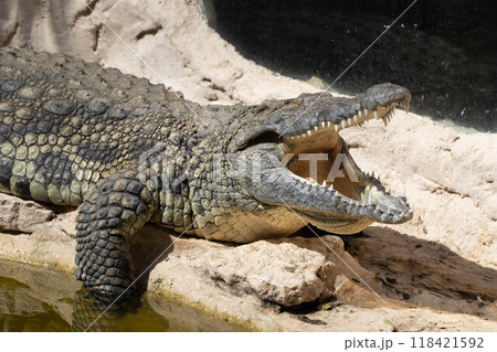 The crocodile opened its mouth in anticipation of prey 118421592