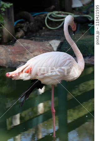 Pink flamingo grazing in the water 118421595